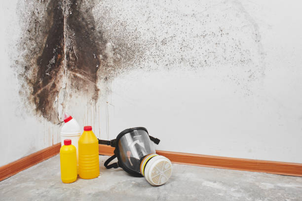 Best Attic Mold Removal  in Edgewater, NJ
