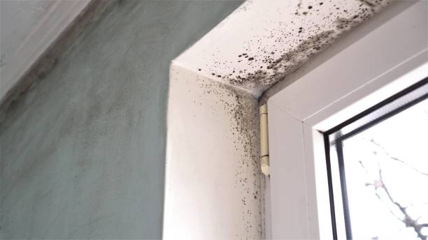 Reliable Edgewater, NJ Mold Removal Solutions